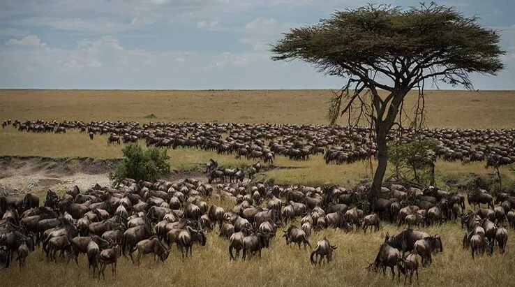 Tanzania in November / Wildlife Safari Experience in November